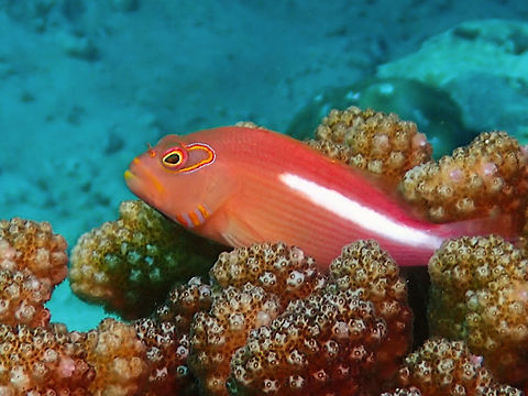 Arc-Eye Hawkfish This Arc-Eye Hawkfish - Paracirrhites arcatus is shades of brown; arc-shaped marking of orange, red and blue lines behind eye, 3 orange dashes on lower edge of gill cover, broad white stripe on side to tail. Arc-Eye Hawkfish,Fall,Fish,Geotagged,Hawkfish,Malaysia,Paracirrhites arcatus,Sabah
