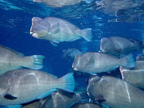 Bumphead Parrotfish - Bolbometopon muricatum This Bumphead Parrotfish - Bolbometopon muricatum are the largest among Parrotfish, growing up to length of 1.3 meters.

They likes to congregrate in big numbers and over in Sipadan Island, in the early morning, as they wakes up from their night sleep, they starts to move to the shallow waters where they can find their favourite food - hard corals.  They bite on hard corals where algae and other organism grows on them.  They are not able to digest the hard corals which actually ended up as powdery sands when they poop.  So, in essence, all the super fine powdery sands in nice beaches are mostly the shit of Parrotfishes! Bolbometopon muricatum,Fall,Fish,Geotagged,Green humphead parrotfish,Malaysia,Parrotfish,Sabah