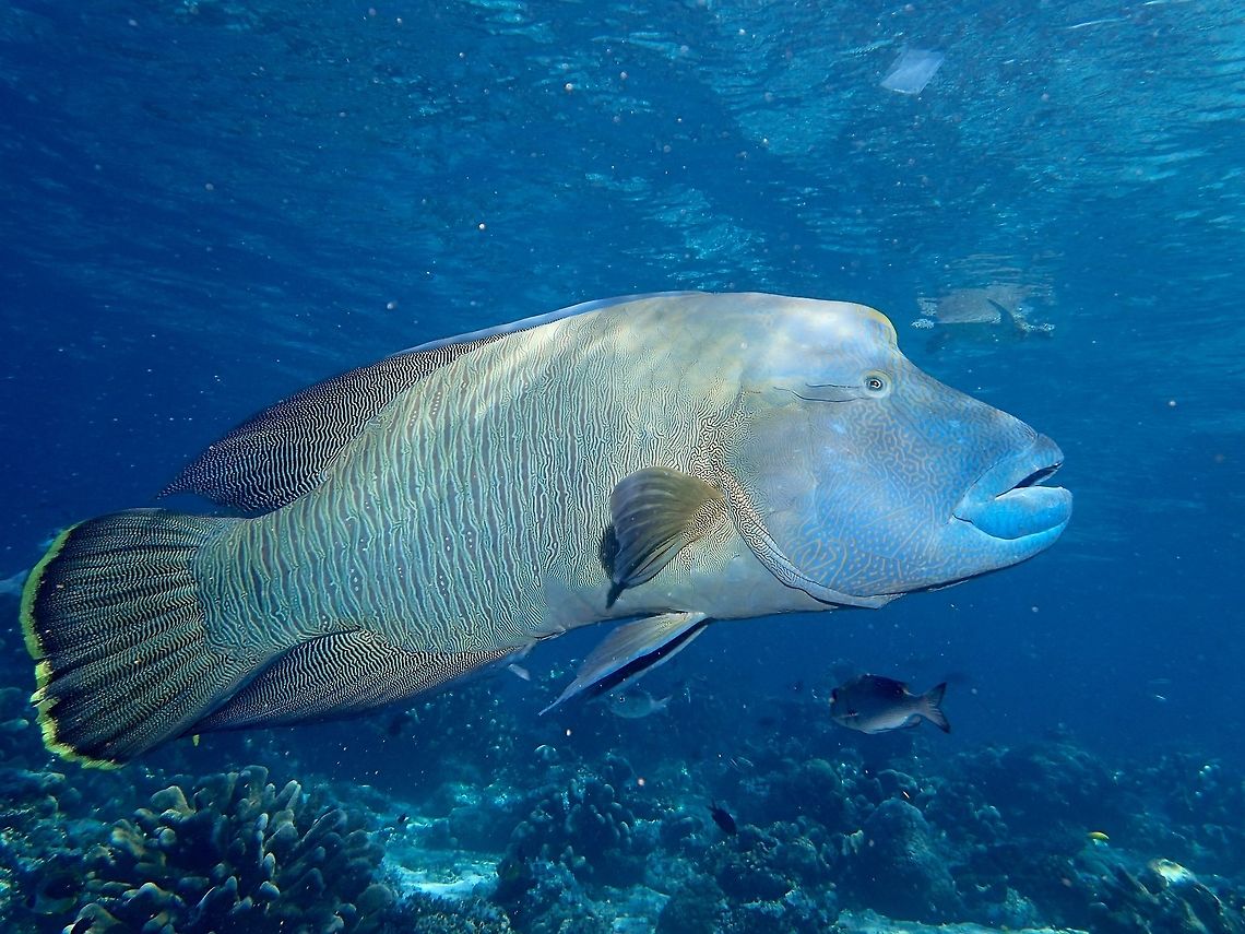 Napoleon Wrasse - Cheilinus undulatus This particular Napoleon Wrasse - Cheilinus undulatus was huge in size, nearly 2 meters length.<br />
They are listed as Endangered due to their declining numbers and illegal taking by fisherman as this fish is considered a delicacy and highly sought after among Chinese communities in China. Taiwan and Hong Kong. Cheilinus undulatus,Fall,Geotagged,Humphead wrasse,Malaysia