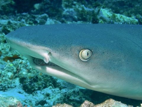 White Tip Reef Shark - Triaenodon obesus This White Tip Reef Shark - Triaenodon obesus are one of the most common Sharks.
They hunt during the night and sometimes in the early morning.  On this trip to Sipadan Island, I was able to capture a video footage of a White Tip Reef Shark hunting a moray eel.
During the day, they usually rest on the sea bottom or in crevices and caves and if approached slowly, its possible to get close-up pictures of them.  They are harmless and unlikely to attack scuba divers or snorkellers/swimmers/surfers. Fall,Fish,Geotagged,Malaysia,Sabah,Shark,Triaenodon obesus,Whitetip reef shark