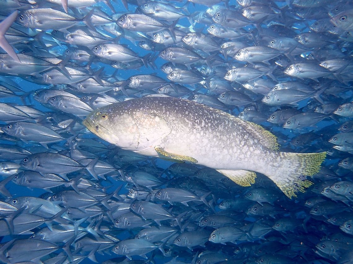 Giant Grouper - Epinephelus lanceolatus This Giant Grouper -Epinephelus lanceolatus was massive, easily 2.5 meters length.<br />
In this picture, the Grouper was swimming and/or hiding among the school of Big-eyed Trevally.<br />
It surely looks like a very old fish as its tails are quite worn. Epinephelus lanceolatus,Fall,Fish,Geotagged,Giant grouper,Grouper,Malaysia,Sabah