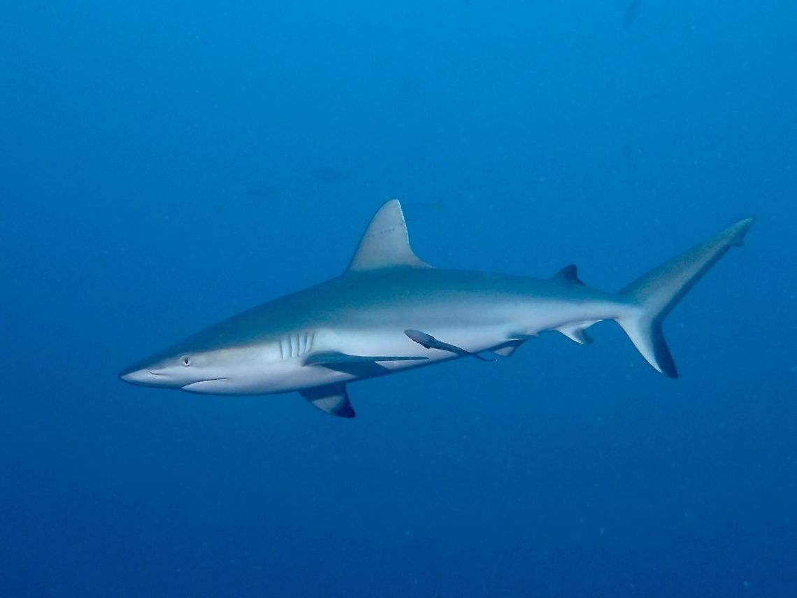 Sleek & Efficient Swimmer This Grey Reef Shark -Carcharhinus amblyrhynchos has the typical shape and look of pelagic sharks i.e. sleek shape which makes them a very efficient and fast swimmer.<br />
<br />
During this trip, I was able to see a group of 20-30 juveniles, hanging out together and that's a good sign for this Sharks in Sipadan Island, which is a protected marine sanctuary. Carcharhinus amblyrhynchos,Fall,Fish,Geotagged,Grey reef shark,Malaysia,Sabah,Shark