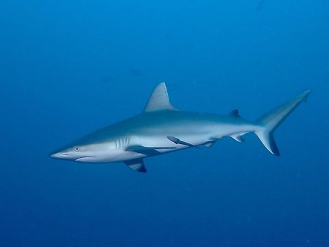 Sleek & Efficient Swimmer This Grey Reef Shark -Carcharhinus amblyrhynchos has the typical shape and look of pelagic sharks i.e. sleek shape which makes them a very efficient and fast swimmer.

During this trip, I was able to see a group of 20-30 juveniles, hanging out together and that's a good sign for this Sharks in Sipadan Island, which is a protected marine sanctuary. Carcharhinus amblyrhynchos,Fall,Fish,Geotagged,Grey reef shark,Malaysia,Sabah,Shark