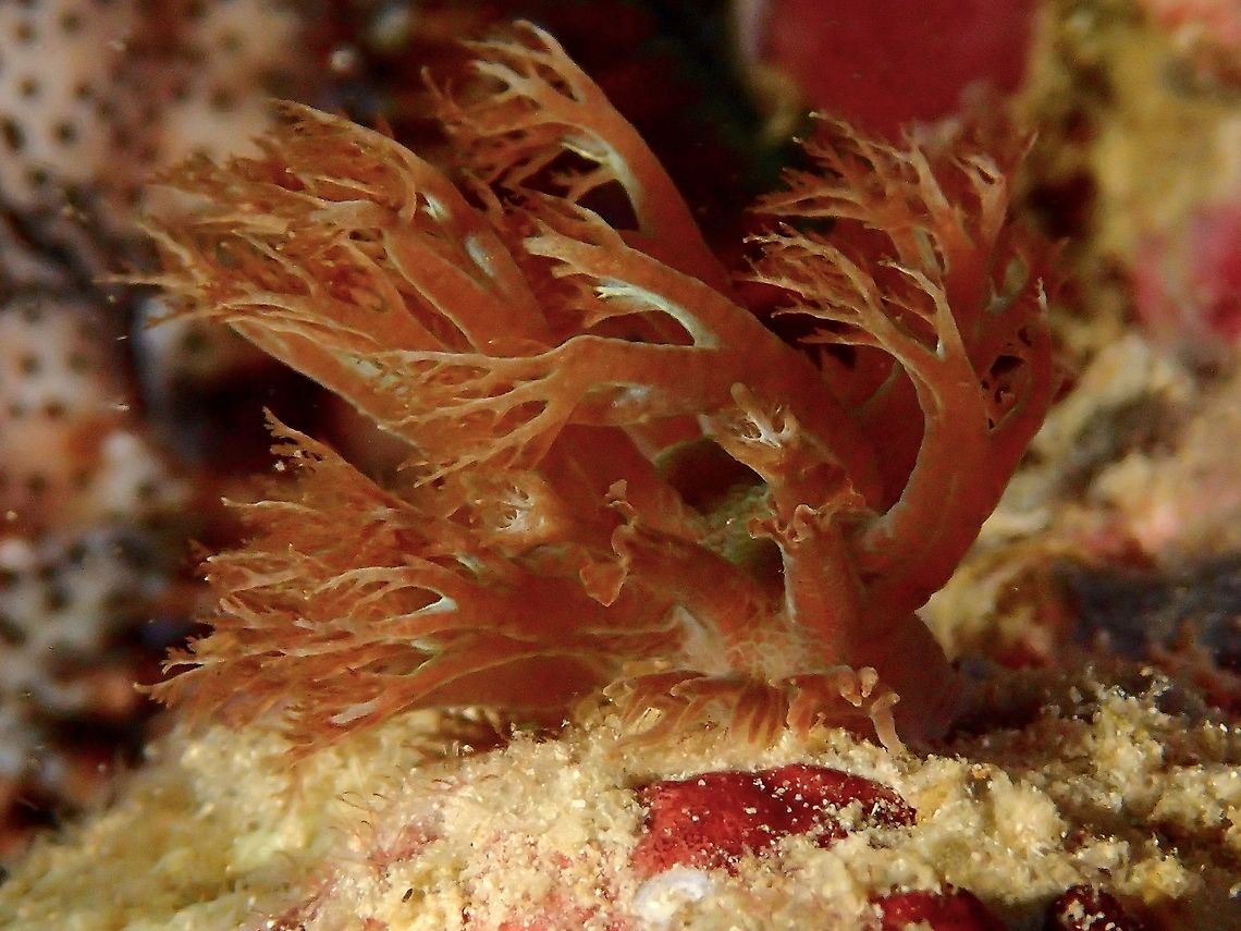 Nudibranch - Marionia pustulosa This Nudibranch - Marionia pustulosa was seen during a night dive.  They mimics and looks like soft corals.  During day time, they hides under coral rubbles and come out to feed at night, where it is much easier to find or see them. Fall,Geotagged,Malaysia,Marionia pustulosa,Nudibranch,Sabah