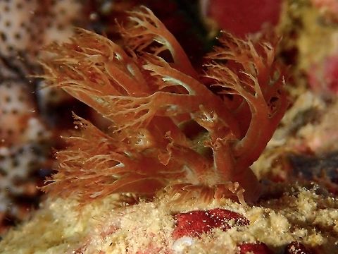 Nudibranch - Marionia pustulosa This Nudibranch - Marionia pustulosa was seen during a night dive.  They mimics and looks like soft corals.  During day time, they hides under coral rubbles and come out to feed at night, where it is much easier to find or see them. Fall,Geotagged,Malaysia,Marionia pustulosa,Nudibranch,Sabah
