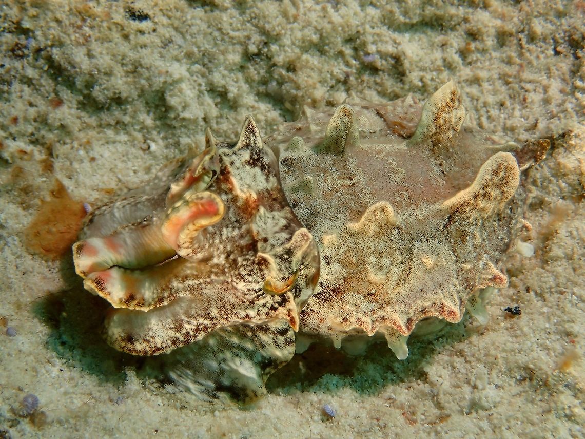 Camouflaged Flamboyant Cuttlefish This is the same Flamboyant Cuttlefish as previous Spotting, when it was at rest at the sandy bottom.<br />
<br />
This is the picture of the same Flamboyant Cuttlefish when it was moving around :<br />
<br />
<figure class="photo"><a href="https://www.jungledragon.com/image/46612/flamboyant_cuttlefish.html" title="Flamboyant Cuttlefish"><img src="https://s3.amazonaws.com/media.jungledragon.com/images/2994/46612_thumb.jpg?AWSAccessKeyId=05GMT0V3GWVNE7GGM1R2&Expires=1763596810&Signature=tVXYTBUe4Id85eTenKx1m1bFVVQ%3D" width="200" height="152" alt="Flamboyant Cuttlefish This Flamboyant Cuttlefish - Metasepia pfefferi is small in size, around 6cm and is likely already adult.<br />
They are most likely the most colourful/beautiful of all Cuttlefishes, with the ability to change its colours especieally to bright yellow with pink and as they move around on the sandy bottom, they flashes colours from the head to the tail.<br />
<br />
This is a picture of the same Flamboyant Cuttlefish, resting on the sandy bottom :<br />
<br />
https://www.jungledragon.com/image/46912/camouflaged_flamboyant_cuttlefish.html<br />
 Cuttlefish,Fall,Geotagged,Mabul,Mabul Island,Malaysia,Metasepia pfefferi,Pfeffer&#039;s flamboyant cuttlefish" /></a></figure> Cuttlefish,Fall,Geotagged,Malaysia,Metasepia pfefferi,Pfeffer's flamboyant cuttlefish,Sabah