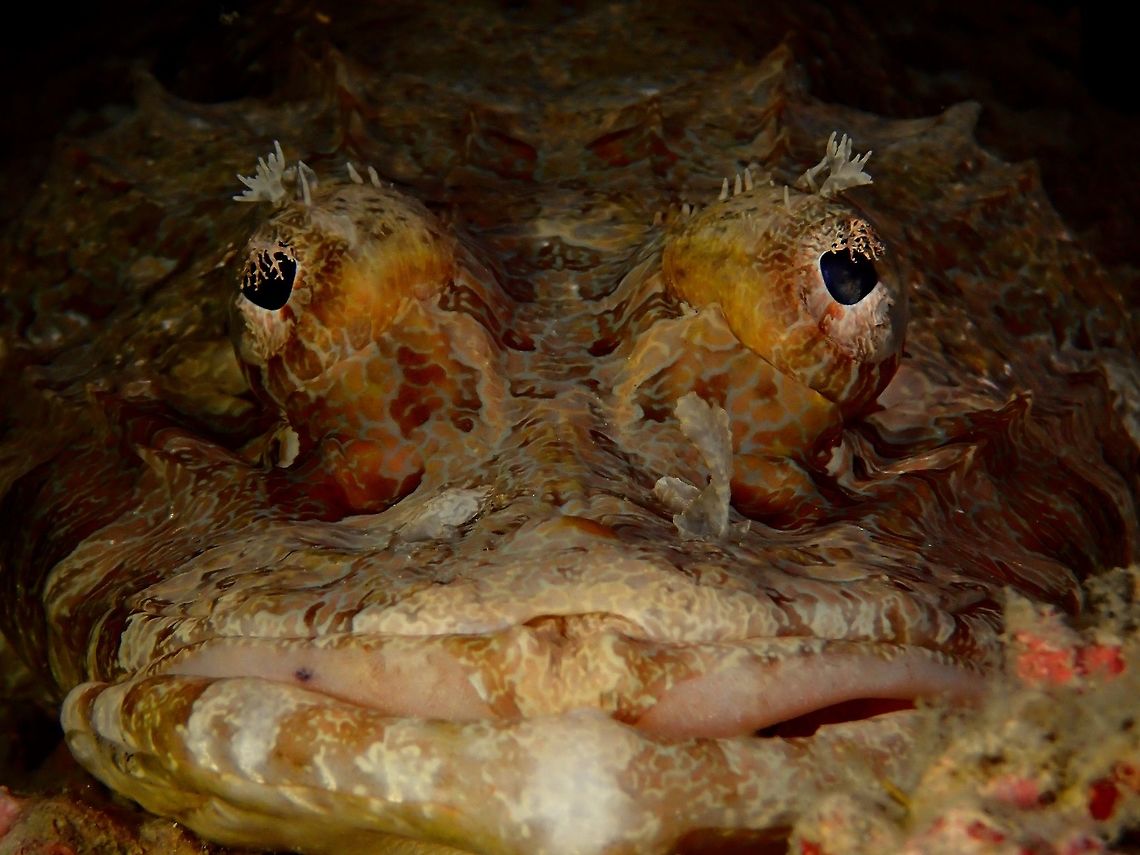Crocodile Flathead - Cymbacephalus beauforti This Crocodile Flathead got its name for the flattened head, that makes them look similar to crocodiles. Crocodile Flathead,Cymbacephalus beauforti,Fall,Fish,Geotagged,Malaysia,Sabah