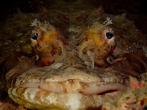 Crocodile Flathead - Cymbacephalus beauforti This Crocodile Flathead got its name for the flattened head, that makes them look similar to crocodiles. Crocodile Flathead,Cymbacephalus beauforti,Fall,Fish,Geotagged,Malaysia,Sabah