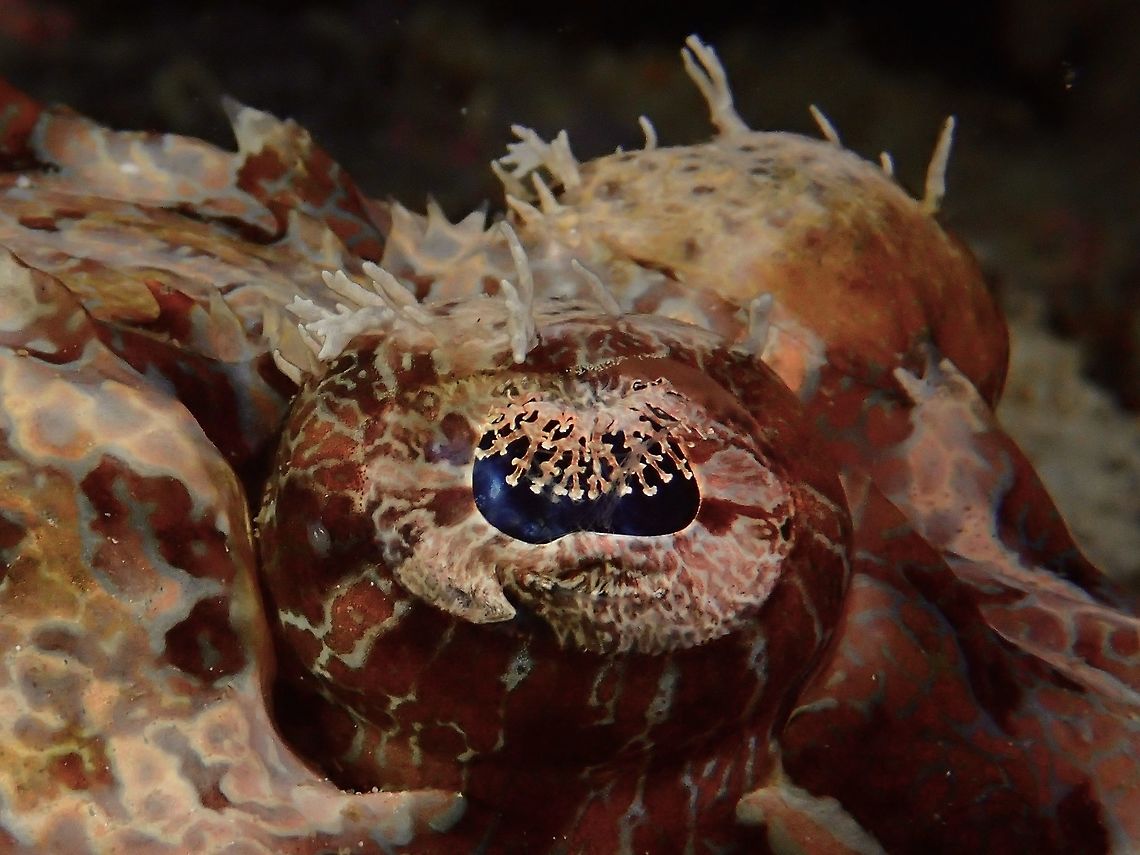 The Eyes This is a close-up of the eyes of the Crocodile Flathead - Cymbacephalus beauforti<br />
They have interesting flaps/appendages over their eyes. Crocodile Fish,Crocodile Flathead,Fish,Geotagged,Malaysia,Sabah