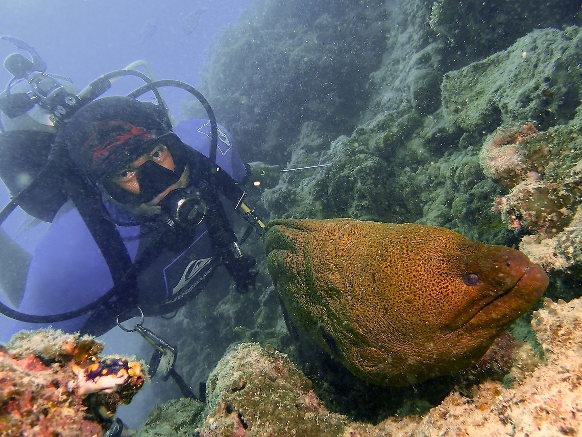 Giant Moray Eel - Gymnothorax javanicus This Giant Moray Eel - Gymnothorax javanicus can grows up to the length of 3 meters and after that, they body size just grow wider/bigger like this one.  This particular Moray Eel is fondly called Bruce, not even sure if its a male or female. It has been seen at this particular dive site for many years and doesn't seems to be aggressive. Fall,Fish,Geotagged,Giant moray,Gymnothorax javanicus,Malaysia,Moray,Moray Eel,Sabah