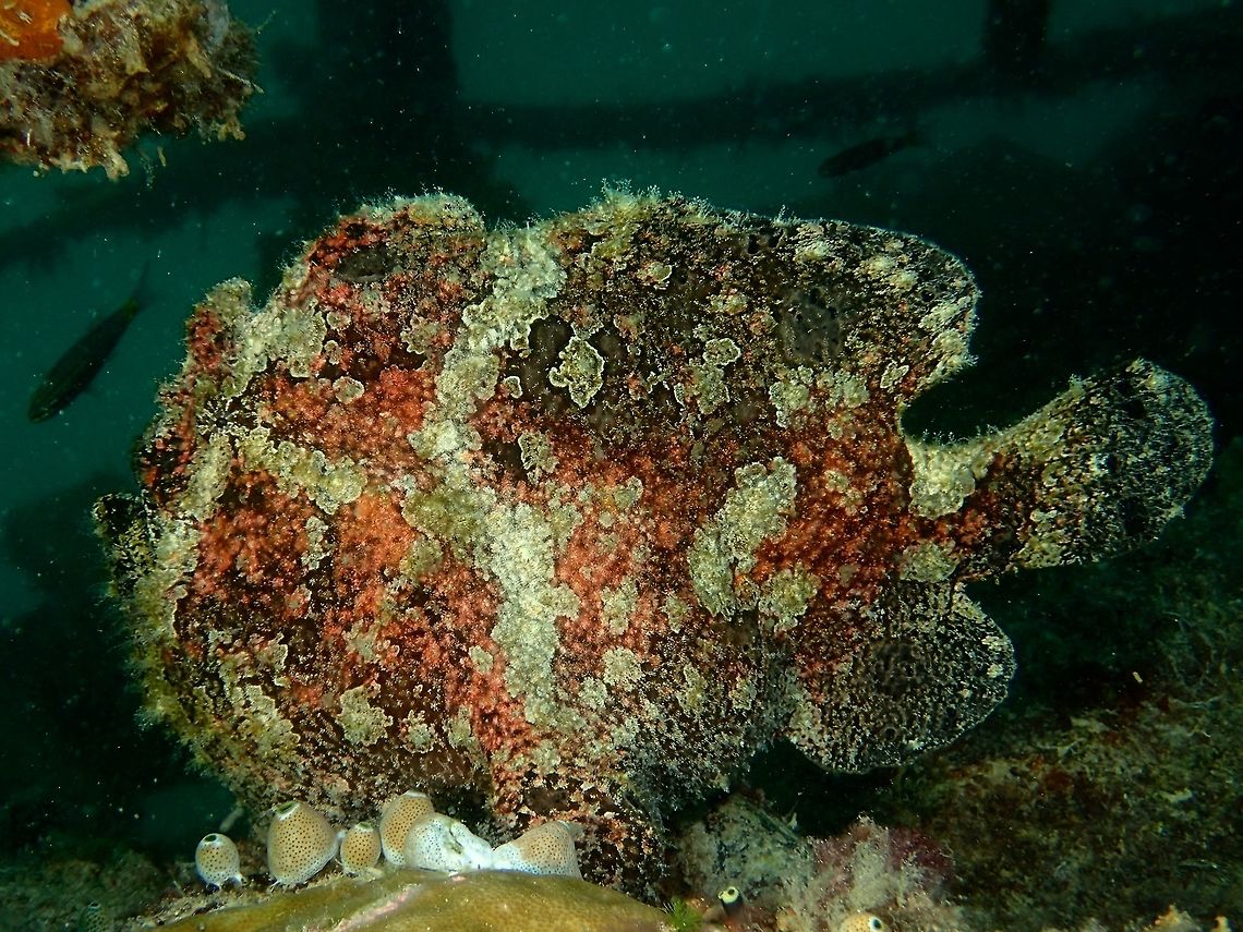 Giant Frogfish - Antennarius commerson This Giant Frogfish - Antennarius commerson can grows up to nearly 40 cm.  It is usually the females that grows up to that size as the males are smaller in size.<br />
<br />
This particular Frogfish has taken in a moulted look and is very well camouflaged among the artificial reef structures. Antennarius commerson,Commersons frogfish,Fall,Fish,Frogfish,Geotagged,Giant Frogfish,Malaysia,Sabah