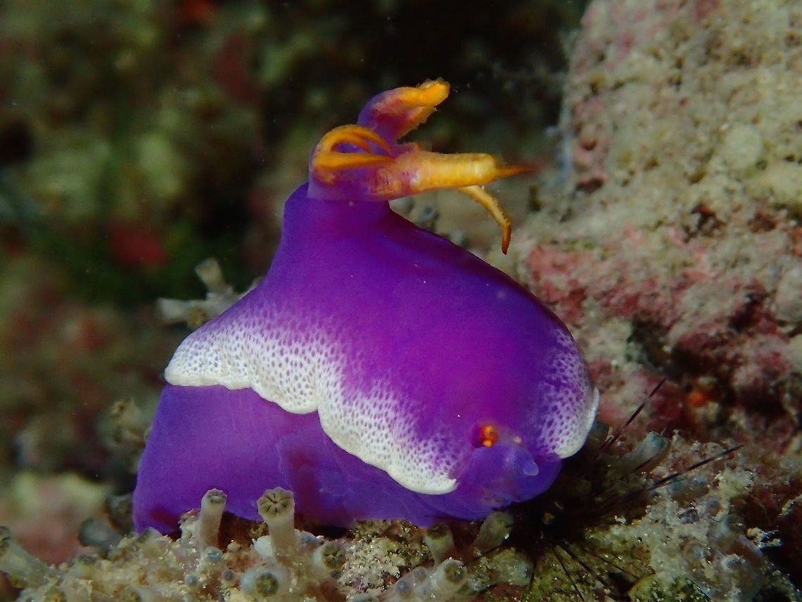 Nudibranch - Hypselodoris apolegma This Hypselodoris apolegma  Nudibranch is bright coloured in purple with white edges.<br />
The gills and rhinorpores are yellow in colour.<br />
This particular nudibranch seems to have damaged rhinopores, with just one rhinopore and some damage to the face/head. Fall,Geotagged,Hypselodoris apolegma,Malaysia,Nudibranch,Sabah