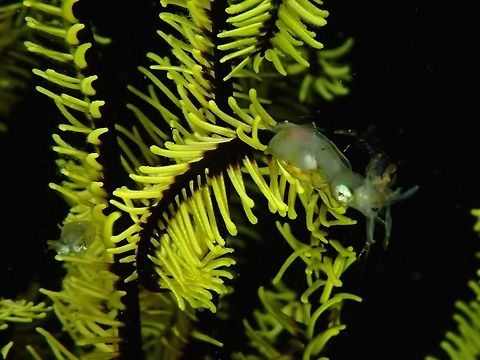 Two-toned Pygmy Squid - Idiosepius pygmaeus This Two-toned Pygmy Squid - Idiosepius pygmaeus are very small, usually around 1 cm or smaller although it is indicated in Wikipedia they can grow up to 2 cm.  Probably the 2 cm size includes their extended tentacles.

In this picture, there are actually 2 of them, the one on the left is smaller in size and is trying to hide among the Crinoid.  The bigger one is having a shrimp for a meal.

They are mostly seen during the early part of the night when they come out to hunt/feed.

Their tiny size makes them confused for juveniles/baby but that is not so. Fall,Geotagged,Idiosepius pygmaeus,Malaysia,Pygmy Squid,Sabah,Squid,Two-toned Pygmy Squid
