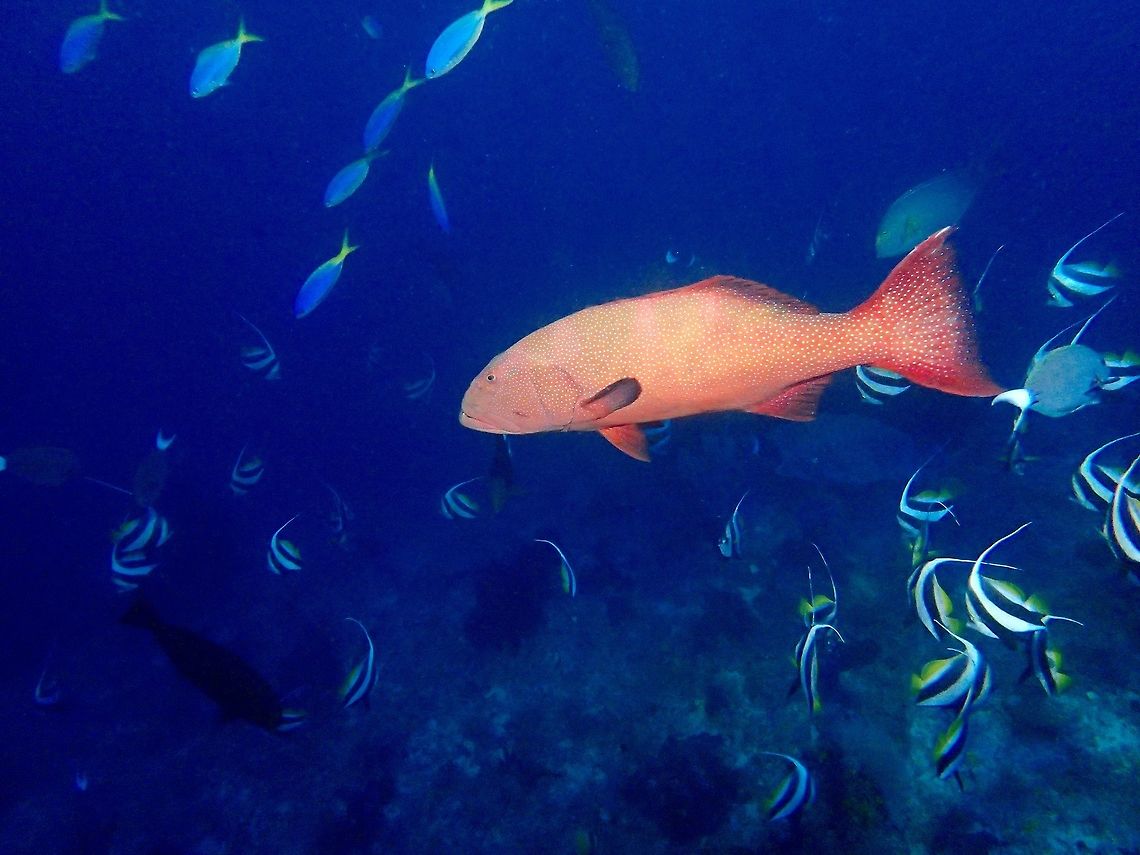 Leopard Coral Grouper - Plectropomus leopardus Also known as Coral Trout, this Leopard Coral Grouper - Plectropomus leopardus are are protogynous hermaphrodites. They start their lives as females and change sex later in life. The trigger of this sex change is unknown.<br />
<br />
They are mostly, red, pale gray or olive to dark brown with small blue spots on head, may display bars.  Grows up to 70cm in size. Coral trout,Fall,Fish,Geotagged,Grouper,Leopard Coral Grouper,Malaysia,Plectropomus leopardus,Sabah