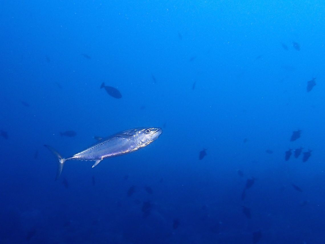 Dogtooth Tuna - Gymnosarda unicolor The Dogtooth Tuan - Gymnosarda unicolor are pelagic marine fish, they can grow up to 2.5 meters in length. Dogtooth tuna,Fall,Fish,Geotagged,Gymnosarda unicolor,Malaysia,Sabah,Tuna