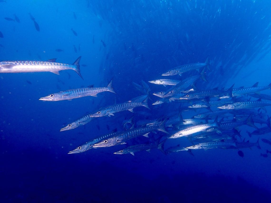 Black Fin Barracuda - Sphyaena qenie Also known as Chevron Barracuda, this Black Fin Barracudas - Sphyaena qenie usually forms a school and they like locations with strong currents. When there are no or minimal currents, they may swim in circles forming a tornado like formation, narrow in the depth and bigger circle in the shallow towards the surface. Barracuda,Blackfin barracuda,Chevron Barracuda,Fall,Fish,Geotagged,Malaysia,Sabah,Sphyraena qenie