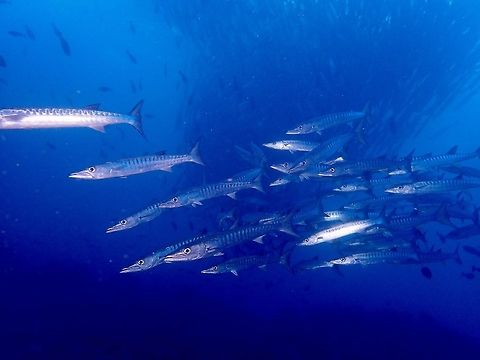 Black Fin Barracuda - Sphyaena qenie Also known as Chevron Barracuda, this Black Fin Barracudas - Sphyaena qenie usually forms a school and they like locations with strong currents.  When there are no or minimal currents, they may swim in circles forming a tornado like formation, narrow in the depth and bigger circle in the shallow towards the surface. Barracuda,Blackfin barracuda,Chevron Barracuda,Fall,Fish,Geotagged,Malaysia,Sabah,Sphyraena qenie