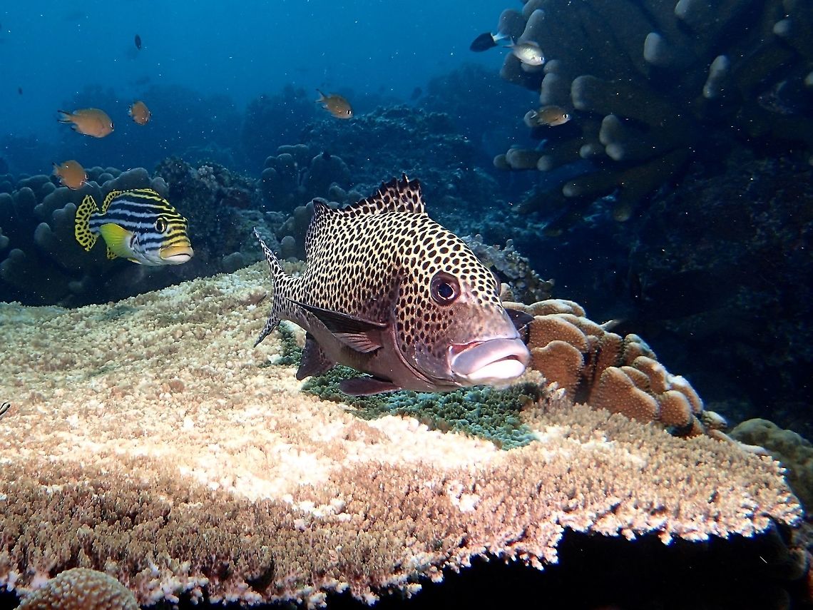 Spots & Stripes The fish in front with spots is a Many Spotted Sweetlips - Plectorhinchus chaetodonoides, also known as Harlequin Sweetlips as in the juvenile phase, they are more known as Harlequin Sweetlips and in the adult phase, Many Spotted Sweetlips.  Different species of Sweetlips can sometimes be seen hanging out together. Fall,Fish,Geotagged,Harlequin sweetlips,Malaysia,Many-Spotted Sweetlips,Plectorhinchus chaetodonoides,Sabah,Sweetlips