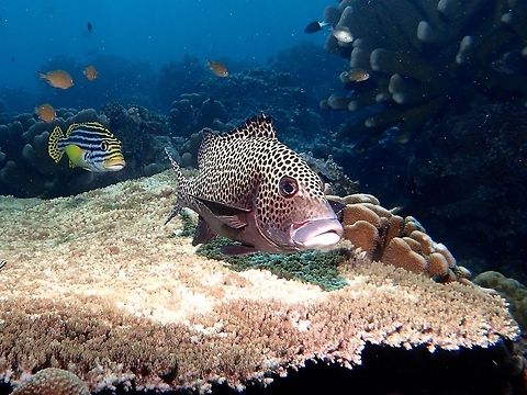 Spots & Stripes The fish in front with spots is a Many Spotted Sweetlips - Plectorhinchus chaetodonoides, also known as Harlequin Sweetlips as in the juvenile phase, they are more known as Harlequin Sweetlips and in the adult phase, Many Spotted Sweetlips.  Different species of Sweetlips can sometimes be seen hanging out together. Fall,Fish,Geotagged,Harlequin sweetlips,Malaysia,Many-Spotted Sweetlips,Plectorhinchus chaetodonoides,Sabah,Sweetlips