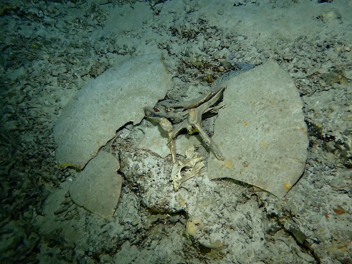 Skeletons of Green Turtles This is a skeleton of a Green Turtle - Chelonia mydas found in an underwater cave in Sipadan Island, more fondly known as Turtle Tomb.  The name catches on after a documentary named Turtle Tomb, describing and explaining how Green Turtles went to sleep in the cave but died of asphyxia or drowning when they could not find their way out of the caves immediately when they are 'out of air'.  Chelonia mydas,Fall,Geotagged,Green sea turtle,Malaysia,Sabah,Skeleton,Turtle,Turtle Tomb