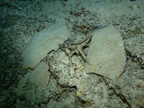 Skeletons of Green Turtles This is a skeleton of a Green Turtle - Chelonia mydas found in an underwater cave in Sipadan Island, more fondly known as Turtle Tomb.  The name catches on after a documentary named Turtle Tomb, describing and explaining how Green Turtles went to sleep in the cave but died of asphyxia or drowning when they could not find their way out of the caves immediately when they are 'out of air'.  Chelonia mydas,Fall,Geotagged,Green sea turtle,Malaysia,Sabah,Skeleton,Turtle,Turtle Tomb