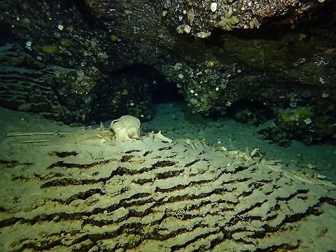 Skeleton of Dolphin This is a Skeleton of a Dolphin found inside an underwater cave in Sipadan Island.
Am not familiar with the history of this skeleton of the Dolphin in the cave, unlike the skeletons of the Turtles.
 Common bottlenose dolphin,Dolphin,Fall,Geotagged,Malaysia,Sabah,Skeleton,Tursiops truncatus