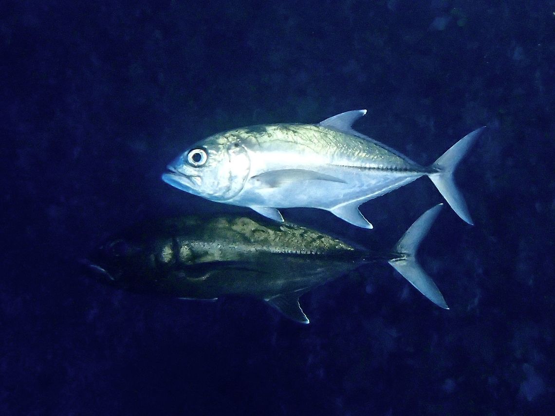 Silver & Black This is a pair of Bigeye Trevally - Caranx sexfasciatus, not sure which one is male and which is female.<br />
Commonly known as Jacks, they tends to congregate in a group/school and when they are courting, they break off in smaller group in pairs of one silver and one black/darker colour. Bigeye trevally,Caranx sexfasciatus,Fall,Geotagged,Malaysia