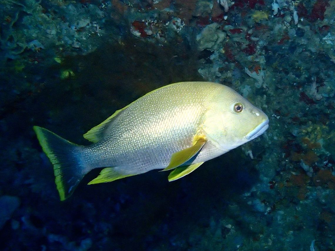 Sombre Sweetlips - Plectorhinchus unicolor The Sombre Sweetlops - Plectorhinchus unicolor has uniform dark silvery gray, black ventral and pectoral fins, white spine on fore ventral fin, black edge on gill cover above pectoral fin base. Fall,Fish,Geotagged,Malaysia,Plectorhinchus unicolor,Sabah,Sombre Sweetlip,Sombre Sweetlips,Sweetlip