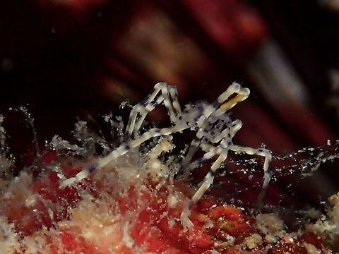 Sea Spider - Pantopoda Info from Wikipedia :

Sea spiders, also called Pantopoda or pycnogonids, ('pycno-' closely packed, 'gonid' gonidia) are marine arthropods of class Pycnogonida. They are cosmopolitan, found especially in the Mediterranean and Caribbean Seas, as well as the Arctic and Antarctic Oceans. There are over 1300 known species, ranging in size from 1 millimetre (0.039 in) to over 90 cm (35 in) in some deep water species. Most are toward the smaller end of this range in relatively shallow depths; however, they can grow to be quite large in Antarctic waters.

Although "sea spiders" are not true spiders, or even arachnids, their traditional classification as chelicerates would place them closer to true spiders than to other well-known arthropod groups, such as insects or crustaceans. Even this is in dispute, however, as genetic evidence suggests they may even be an ancient sister group to all other living arthropods.

The Sea Spider in this particular picture is around 1 cm in size, probably common as I have seen them several times, both in Malaysia and Philippines.  It is creamy/yellowish in colour with spots of purple. Fall,Geotagged,Malaysia,Pantopoda,Sabah,Sea Spider