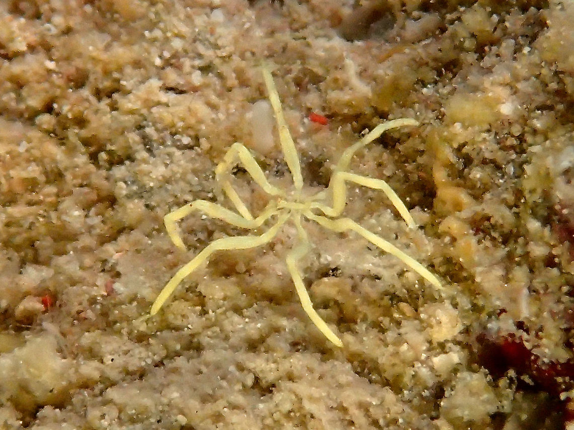 Sea Spider - Pseudopallene ambigua Info from Wikipedia :<br />
<br />
Sea spiders, also called Pantopoda or pycnogonids, (&#039;pycno-&#039; closely packed, &#039;gonid&#039; gonidia) are marine arthropods of class Pycnogonida. They are cosmopolitan, found especially in the Mediterranean and Caribbean Seas, as well as the Arctic and Antarctic Oceans. There are over 1300 known species, ranging in size from 1 millimetre (0.039 in) to over 90 cm (35 in) in some deep water species. Most are toward the smaller end of this range in relatively shallow depths; however, they can grow to be quite large in Antarctic waters.<br />
<br />
Although &quot;sea spiders&quot; are not true spiders, or even arachnids, their traditional classification as chelicerates would place them closer to true spiders than to other well-known arthropod groups, such as insects or crustaceans. Even this is in dispute, however, as genetic evidence suggests they may even be an ancient sister group to all other living arthropods.<br />
<br />
The Sea Spider in this particular picture is less than 1 cm in size.  This was the first time I saw this particularly yellow coloured Sea Spider. Fall,Geotagged,Malaysia,Pantopoda,Pseudopallene ambigua,Sabah,Sea Spider