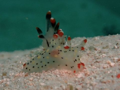 Nudibranch - Thecacera sp This is possibly a yet to be described Nudibranch from the genus Thecacera.
Nudibranch from this genus are fondly referred to as Pikachu, specifically the brown version - Thecacera pacifica.

There are 2 Nudibranch in this picture, the one at the back is Thecacera picta. Fall,Geotagged,Mabul,Malaysia,Nudibranch,Pikachu,Thecacera,Thecacera sp