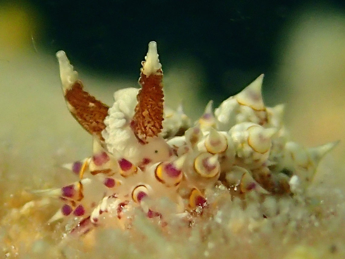 Nudibranch - Janolus sp This is a Nudibranch from the genus Janolus, a yet to be described species.<br />
The size is less than 1 cm, it has pointed cerata all about the body, with rings of red/yellow. Its Rhinopores are huge in proportion to its body size, reddish in colour with white tips. Between the 2 rhinopores are some whitish ribbon-like stuff, that is typical of species from the genus Janolus. Fall,Geotagged,Janolus,Janolus sp,Mabul,Malaysia,Nudibranch