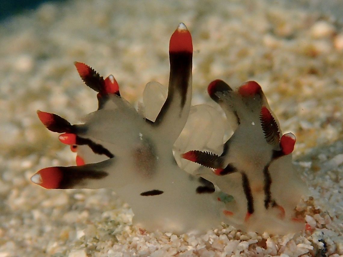Nudi in love This is a pair of Nudibranch - Thecacera picta mating.<br />
They are small in size, between 1 - 1.5 cm.  Their genitalia is always located on the right side of their body, hence when mating, they are position side-by-side facing away from each other.  They 'whitish' stuff in between the 2 Nudibranch shows them copulating. Fall,Geotagged,Malaysia,Nudibranch,Pokemon,Sabah,Thecacera picta