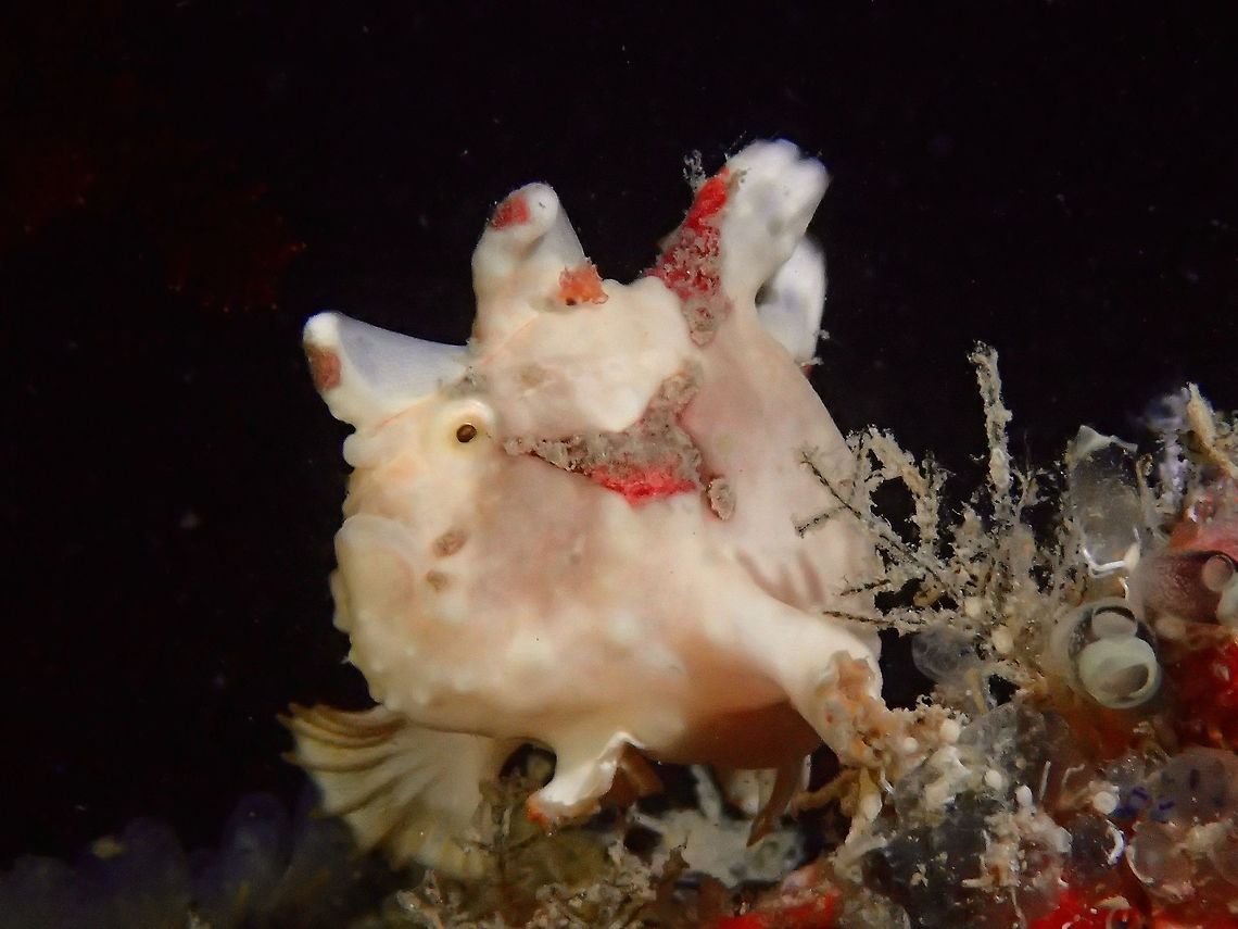 Warty Frogfish - Antennartius maculatus  Antennarius maculatus,Fall,Fish,Frogfish,Geotagged,Mabul,Malaysia,Warty Frogfish