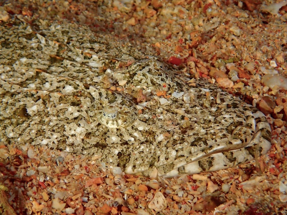 Broadhead Flathead - Sunagocia  arenicola This Broadhead Flathead - Sunagocia arenicola (previously known as Thysanophrys arenicola) has spotted shades of brown to gray; light and dark banding and spotting on pectoral and ventral fins, both light and dark bars below eye and jaws; space between eyes about the same diameter of eye.<br />
They are seldom seen completely as they likes to buries themselves into the sand for hiding and camouflage, with only the face/head expose. Broadhead Flathead,Broadhead flathead,Fall,Fish,Flathead,Geotagged,Malaysia,Sabah,Sunagocia arenicola,thysanophrys arenicola