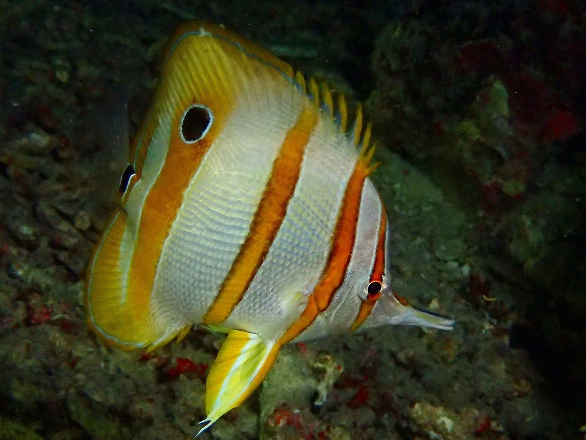 Long-Beaked Coralfish - Chelmon rostratus This Long-Beaked Coralfish - Chelmon rostratus is also known as Copperband Butterflyfish.<br />
They are silvery white; three orange body bars and narrow orange eye bar; ocellated spot on rear dorsal fin; long beak-like snout. Butterflyfish,Chelmon rostratus,Copperband butterflyfish,Fall,Fish,Geotagged,Long-Beaked Coralfish,Malaysia,Sabah