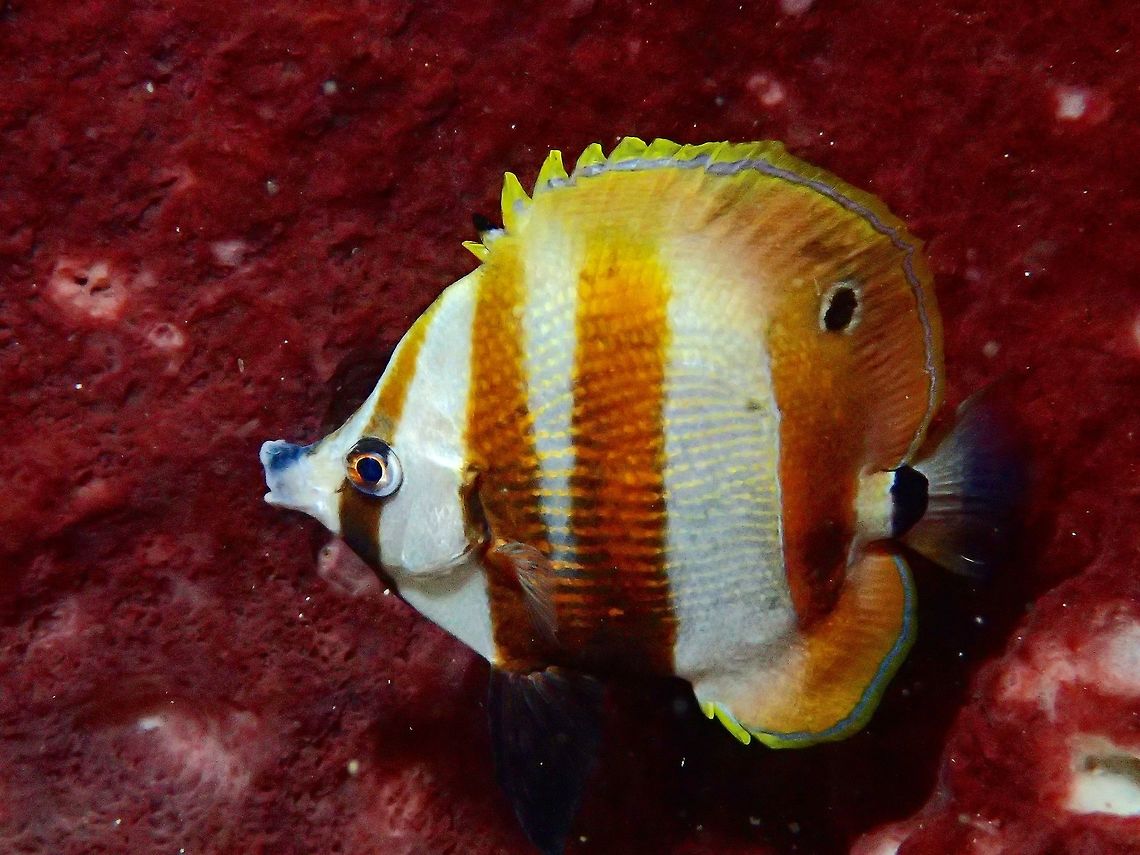 Two-Eyed Coralfish - Coradion melanopus This Two-Eyed Coralfish - Coradion melanopus is white with ocellated spot on dorsal and anal fins; pair of closely spaced brown bars behind head, orange-edged gray bar rear body. Butterflyfish,Coradion chrysozonus,Coradion melanopus,Fall,Fish,Geotagged,Malaysia,Orange-Banded Coralfish,Sabah,Twospot coralfish