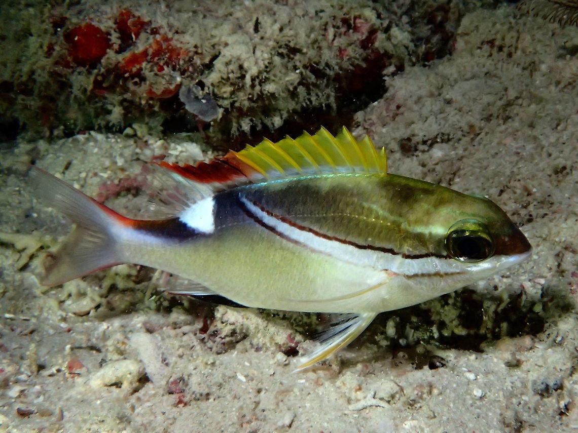 Bridled Monocle Bream - Scolopsis bilineata The Bridled Monocle Bream - Scolopsis bilineata has dark gray to yellow upper body, white below; black-edged white band runs from below eye to rear of dorsal fin, 3 yellow stripes on upper head. Fall,Fish,Geotagged,Malaysia,Sabah,Scolopsis bilineata,Two-lined monocle bream