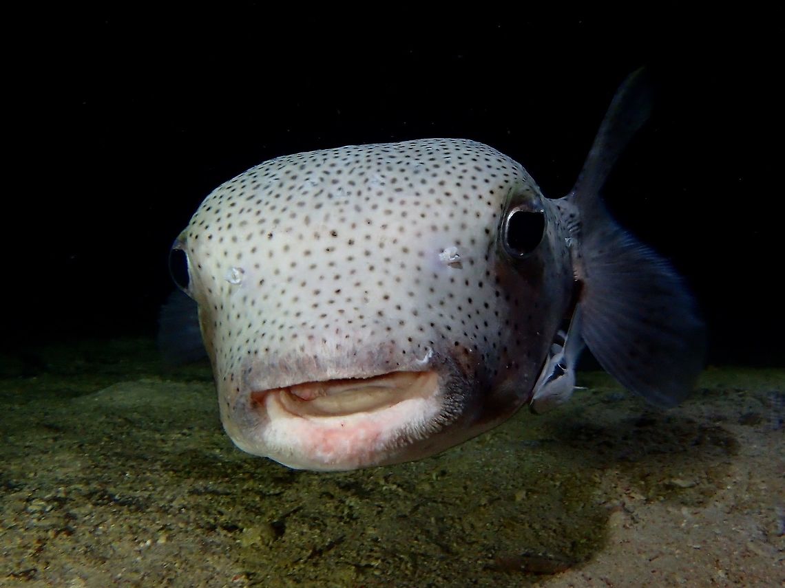 Porcupinefish - Diodon hystrix This Porcupinefish - Diodon hystrix is yellow to brown, olive or gray with white underside, numerous short to medium movable spines, numerous small black spots on head, body and fins. Diodon hystrix,Fall,Fish,Geotagged,Malaysia,Porcupinefish,Sabah,Spotted porcupinefish