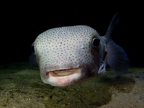 Porcupinefish - Diodon hystrix This Porcupinefish - Diodon hystrix is yellow to brown, olive or gray with white underside, numerous short to medium movable spines, numerous small black spots on head, body and fins. Diodon hystrix,Fall,Fish,Geotagged,Malaysia,Porcupinefish,Sabah,Spotted porcupinefish