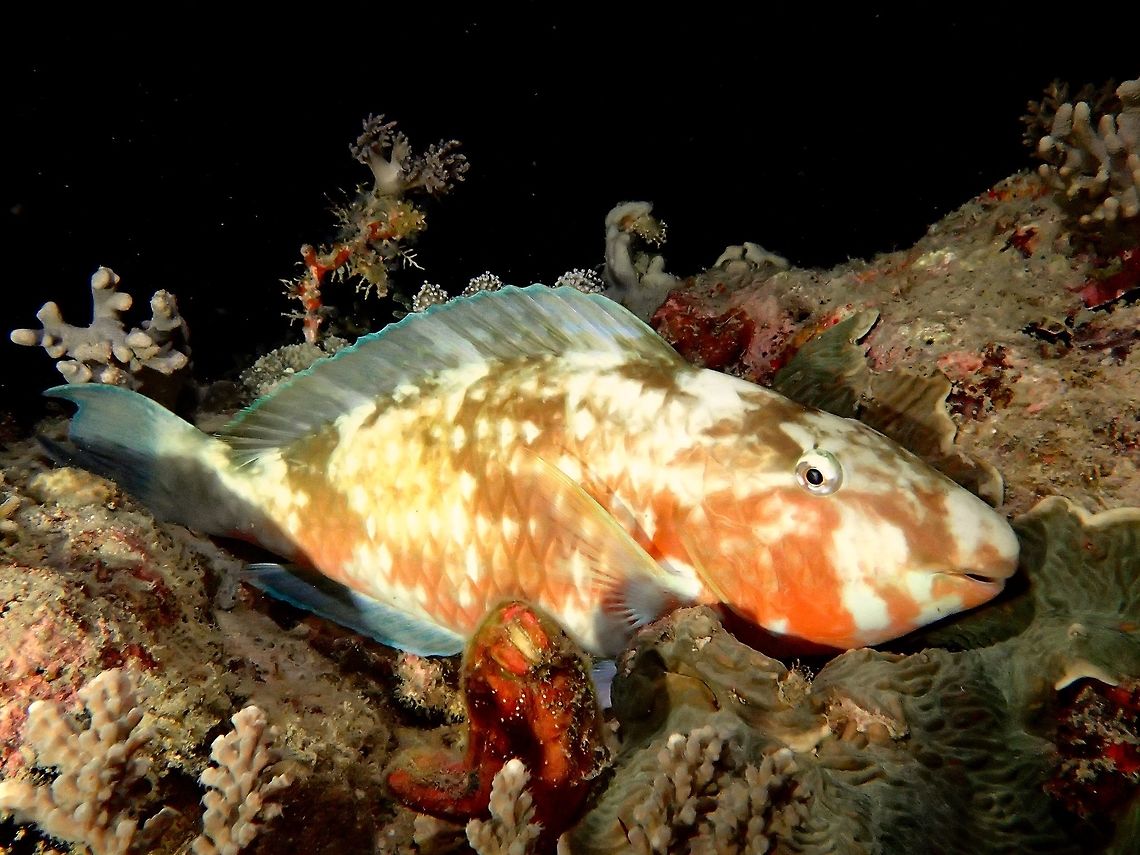 Parrotfish Parrotfish, but not sure which genus/species.<br />
Seen during a night dive. Fall,Fish,Geotagged,Hipposcarus harid,Malaysia,Parrotfish,Sabah