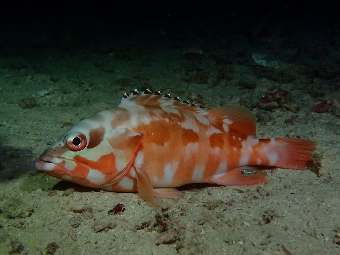 Blacktip Grouper - Epinephelus fasciatus The Blacktip Grouper - Epinephelus fasciatus can be highly variable from pale to medium gray, reddish yellow or borwn and scarlet; often with 5-6 dark bars of variable intensity, black tips on spinous dorsal fin.<br />
In this picture, is the dark reddish with dark body bars variation, top of head reddish brown with 2 pale bands across nape, black tips on dorsal fin spines are not always present. Blacktip grouper,Epinephelus fasciatus,Fall,Fish,Geotagged,Grouper,Malaysia,Sabah