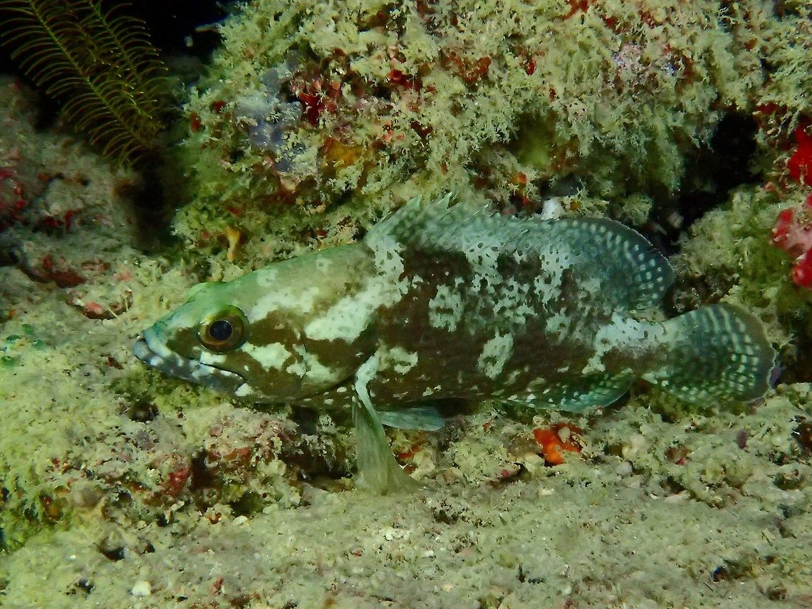 Whitestreaked Grouper - Epinephelus ongus Whitestreaked Grouper - Epinephelus ongus are brown in colour with large white blotches; numerous small pale spots on head, body and fins, the spots join to form wavy stripes on larger individuals. Epinephelus ongus,Fall,Fish,Geotagged,Grouper,Honeycomb grouper,Malaysia,Sabah