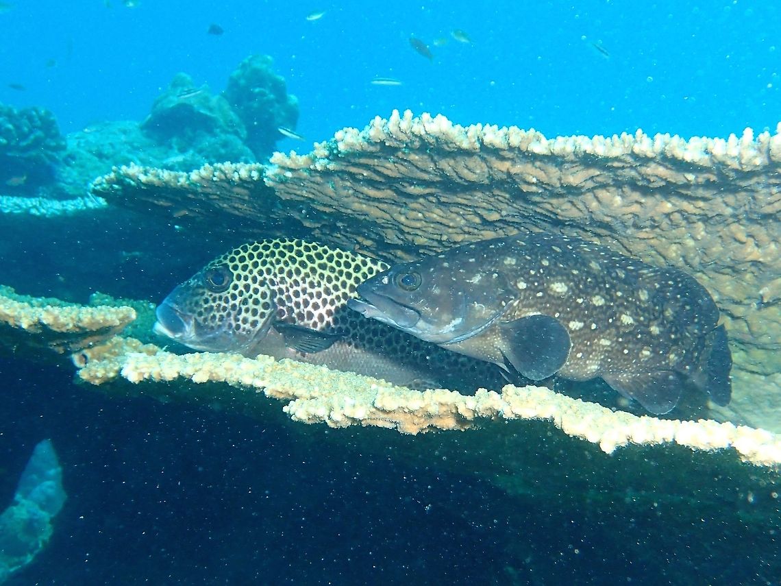 Whitespotted Grouper - Epinephelus coeruleopunctatus Brownish gray to charcoal with white spots and blotches; pectoral, anal and convex tail fins black; only Grouper to have underlying netted pattern.<br />
<br />
In the picture, the Whitespotted Grouper was seen resting/hiding among the crevices of hard corals together with a Sweetlip. Epinephelus coeruleopunctatus,Fall,Fish,Geotagged,Grouper,Malaysia,Sipadan,Whitespotted grouper