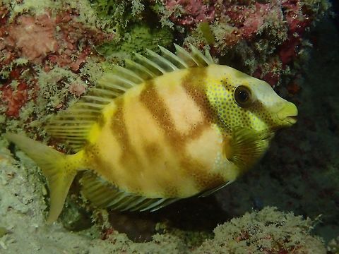 Coral Rabbitfish - Siganus corallinus  Blue-spotted spinefoot,Fall,Fish,Geotagged,Malaysia,Rabbitfish,Sabah,Siganus corallinus