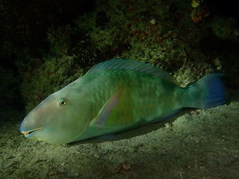 Longnose Parrotfish - Hipposcarus harid The Longnose Parrotfish - Hipposcarus harid has long snout; pale yellow to green with vertical blue streaks on scales, blue tail, elongate tail lobes. Fall,Geotagged,Hipposcarus harid,Malaysia