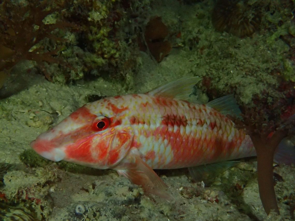 Freckled Goatfish - Upeneus tragula This Freckled Goatfish - Upeneus tragula is in the red phase, which it changes to when being cleaned or sleeping at night.  Seen during a night dive. Fall,Fish,Freckled Goatfish,Geotagged,Goatfish,Malaysia,Sabah,Upeneus tragula