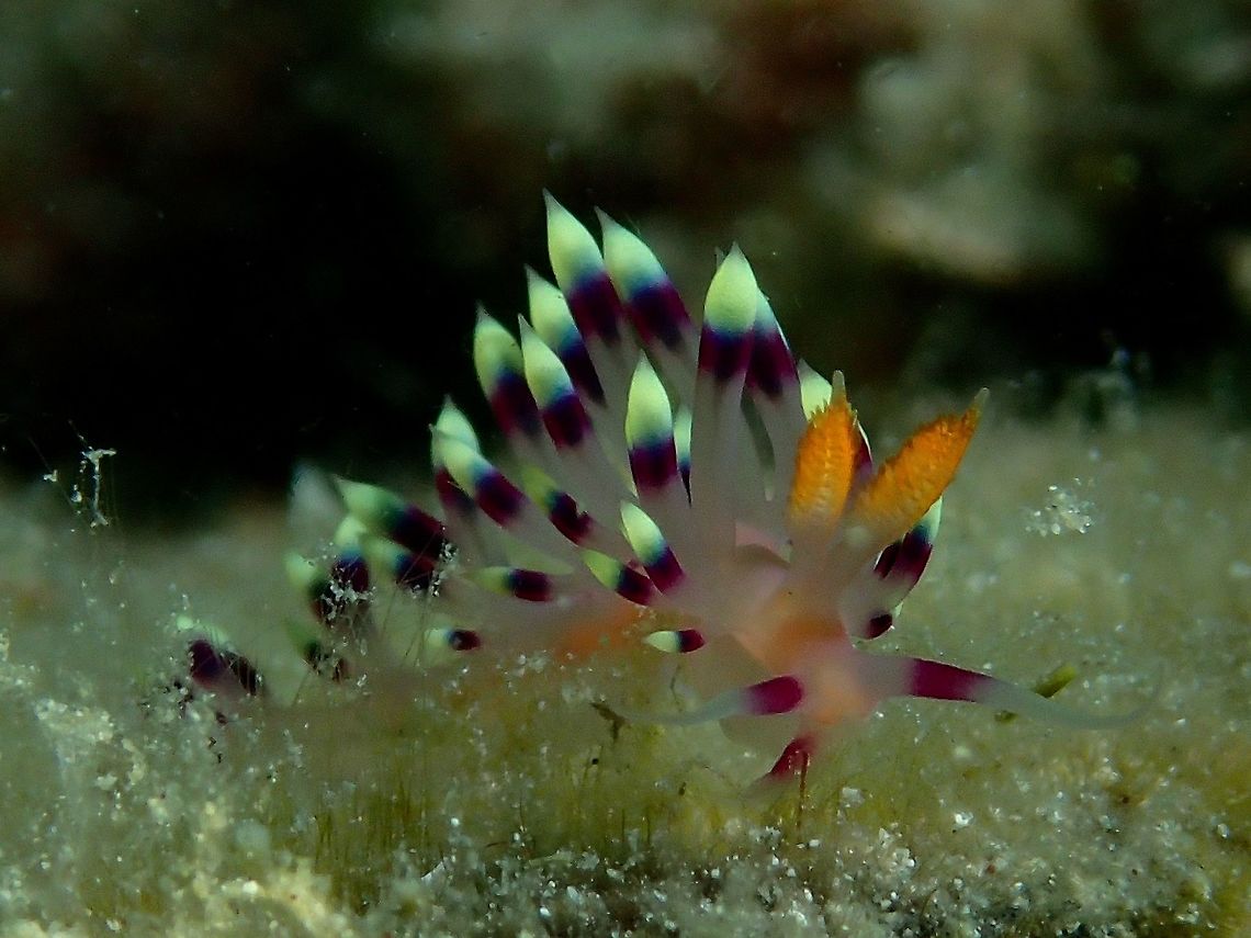 Desirable Flabellina - Coryphellina exoptata  Coryphellina exoptata,Desirable flabellina,Fall,Geotagged,Malaysia,Nudibranch,Sabah
