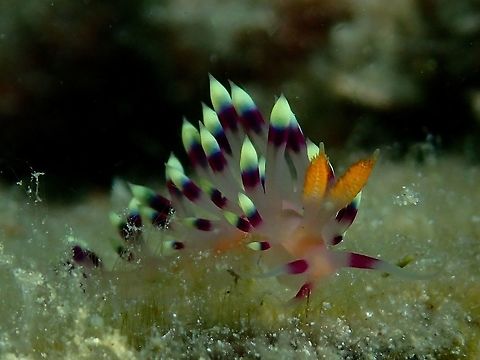Desirable Flabellina - Coryphellina exoptata  Coryphellina exoptata,Desirable flabellina,Fall,Geotagged,Malaysia,Nudibranch,Sabah