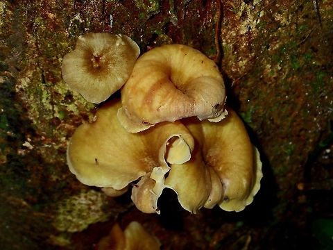 Fungi A cluster of fungi found at the base of a tree. Fall,Fungi,Geotagged,Malaysia,Mushroom,Sabah